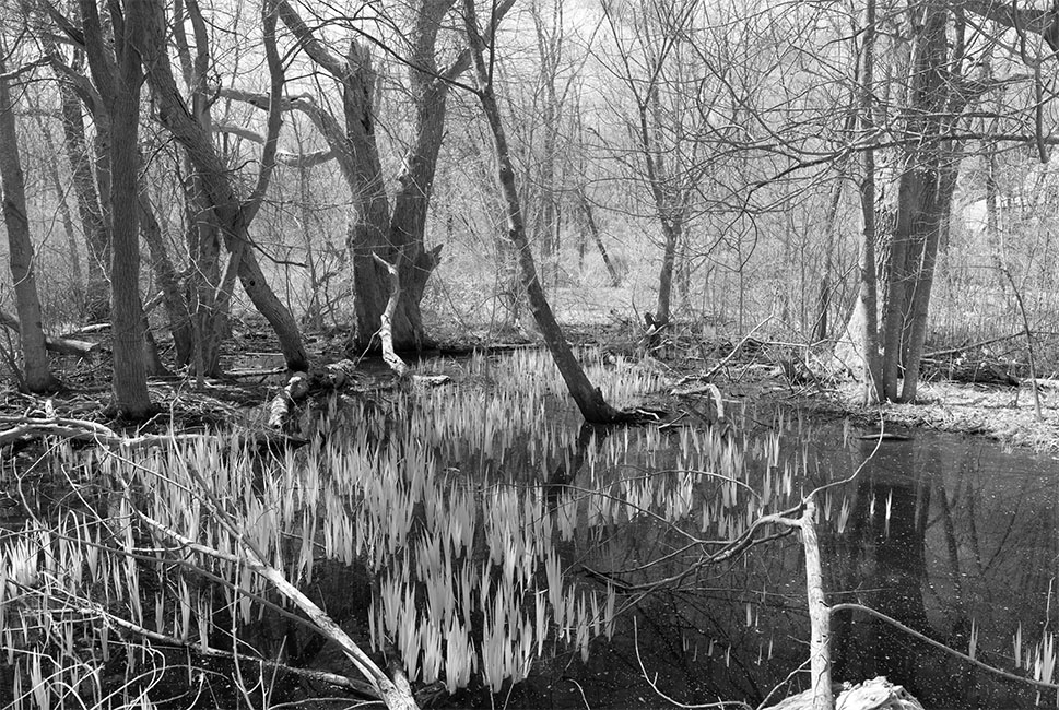 Infrared Urban Forest with Small Wetland in Foreground